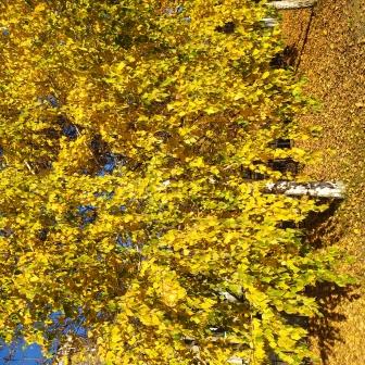 Фотовыставка «Осень — золотая пора».